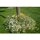 Blumenwiese "Unter Bäumen"